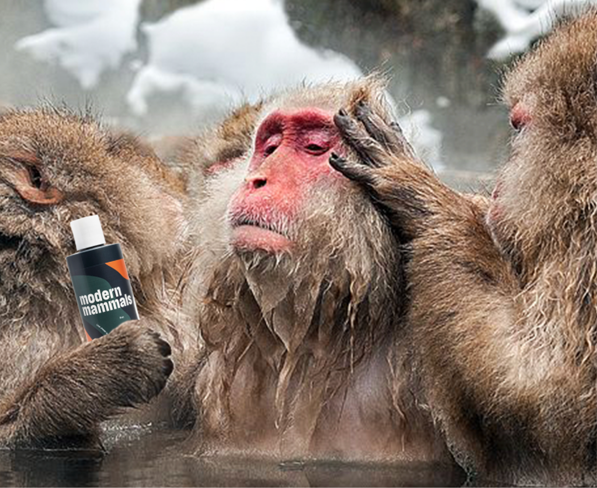 Three snow monkeys bathing in a hot spring, one holding a bottle labeled modern mammals while another grooms its head