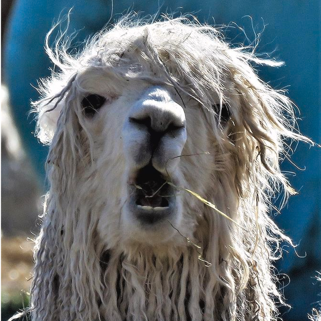 Close-up of a white llama with long, curly fur partially covering its face and mouth open, chewing a piece of straw.