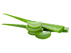 Angled view of sliced aloe vera leaves showing inner gel and water droplets on white background