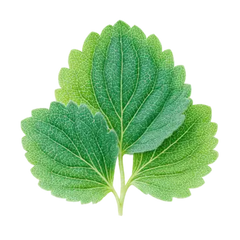Top-down view of patchouli leaf showcasing veined texture and scalloped edges on a white background